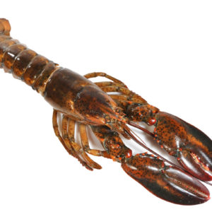 BOGAVANTE VIVO CANADIENSE